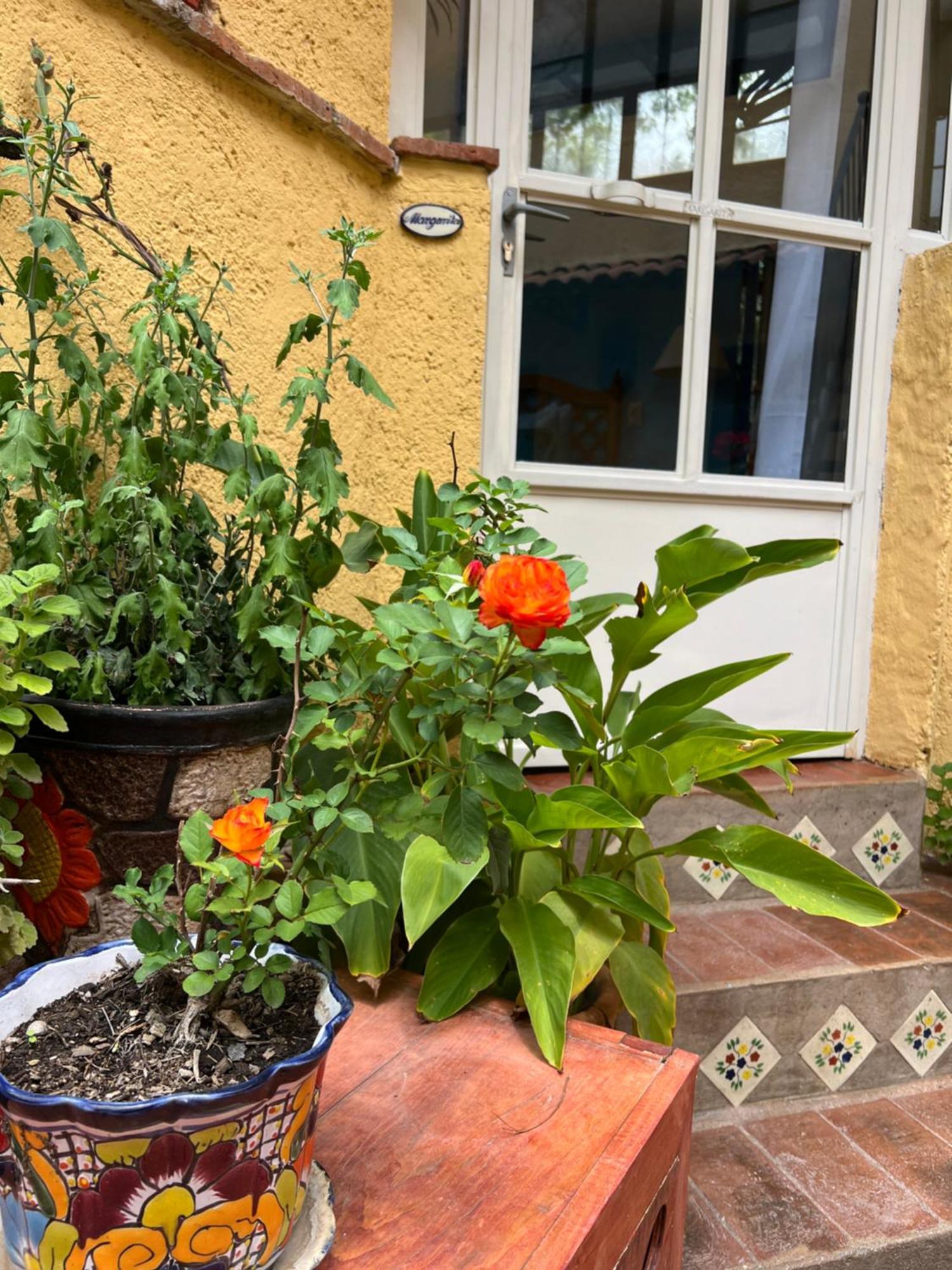 Boutique Hotel Casa Camellia San Miguel de Allende Buitenkant foto
